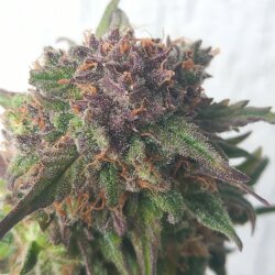 Gorilla Poison - sem 11 - 