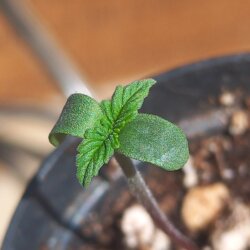 Larry Lemon OG - semana 1 - 