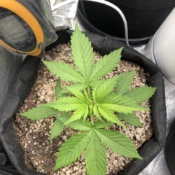 Marle - semana 4 - 27