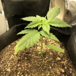 Dixie (Gorilla Poison) - semana 3 - Dia 20