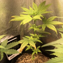 Dixie (Gorilla Poison) - semana 5 - Dia 33