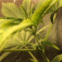 Dixie (Gorilla Poison) - semana 5 - Dia 33