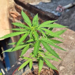 Primeiro cultivo - semana 7 - 