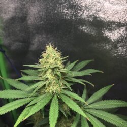 Cinderella 99 - Sativa - sem 15 - 
