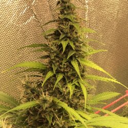 Marle - semana 12 - 80