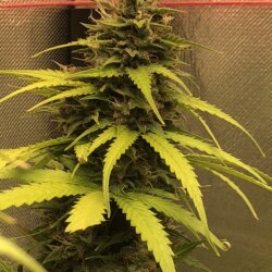 Ayla - semana 10 - 76