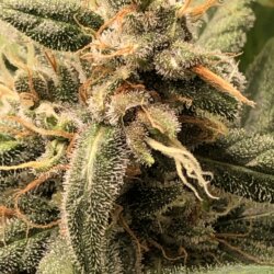 Dixie (Gorilla Poison) - semana 10 - Dia 74