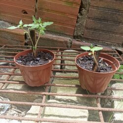 Primeiro cultivo - semana 2 - Registro do dia 13/9