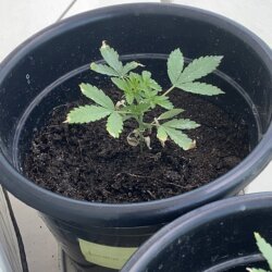 as três belas - semana 7 - 