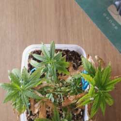Prenseed - semana 7 - 
