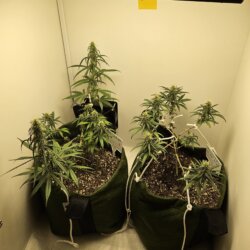 Speedrun GG - semana 9 - 85º dia - plantas de teste na flora