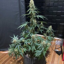 [P$iC0] Critical Orange Punch - semana 12 - 