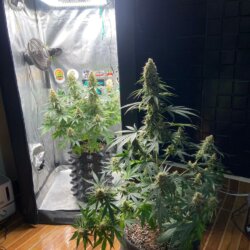 [P$iC0] Critical Orange Punch - semana 12 - 