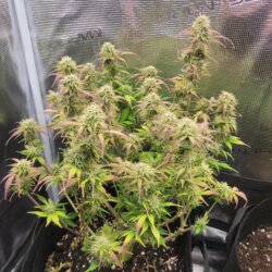 Lemon Haze - sem 10 - 