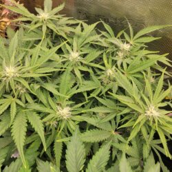 Bruce Banner - sem 8 - 