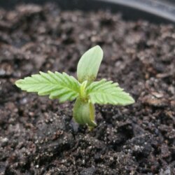 DIARIO DE UM FIBRO - semana 1 - 