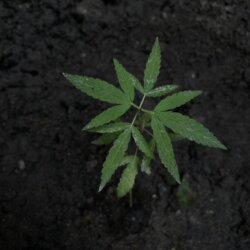 KWBUDS - semana 3 - 