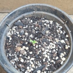Theodorea PRENSADAO - sem 1 - 