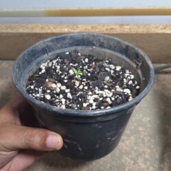 Theodorea PRENSADAO - semana 1 - 
