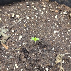 White Widow III - semana 1 - 