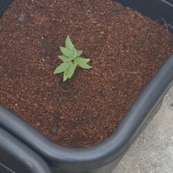 DIARIO DE UM FIBRO - sem 3 - 