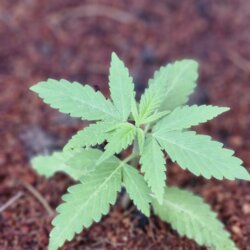 DIARIO DE UM FIBRO - semana 3 - 