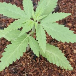 DIARIO DE UM FIBRO - semana 3 - 