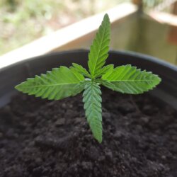 Não aguento mais fumar prensando!! - semana 2 - 
