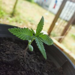 Não aguento mais fumar prensando!! - sem 2 - 