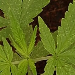 DIARIO DE UM FIBRO - semana 4 - 