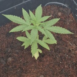 DIARIO DE UM FIBRO - sem 5 - 