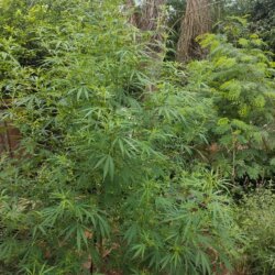 Comecei a cultivar há pouco tempo - pergunta - 