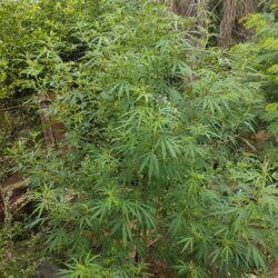 Comecei a cultivar há pouco tempo - pergunta - 