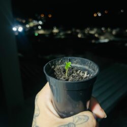 Maria Luiza - semana 1 - dia 03