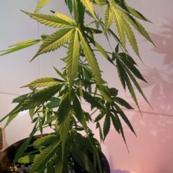 Planta murchando - pergunta - 