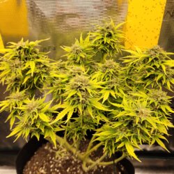 Bruce Banner - sem 14 - 