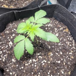 White Widow III - sem 3 - 