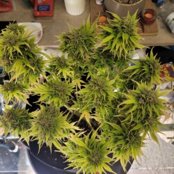 Bruce Banner - sem 16 - 