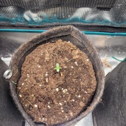 Gelato Glue - semana 1 - 