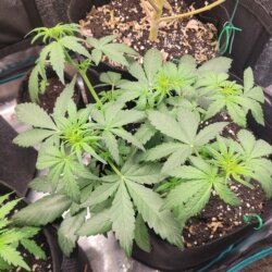 White Widow III - sem 5 - 