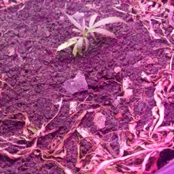 Primeiro cultivo com preensed - semana 1 - 