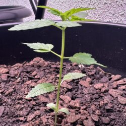 Colômbia Gold (Diz a lenda) - semana 2 - 