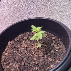 Colômbia Gold (Diz a lenda) - semana 2 - 