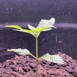 Colômbia Gold (Diz a lenda) - semana 1 - 