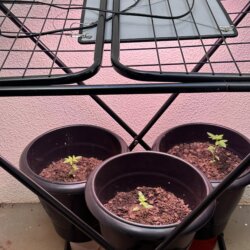 Colômbia Gold (Diz a lenda) - semana 1 - 