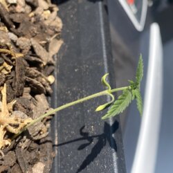 Minha primeira planta - sem 4 - 