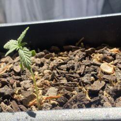 Minha primeira planta - semana 4 - 