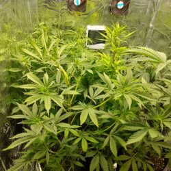 Poda, somente as folhas no começo da flora pode? - pergunta - 
