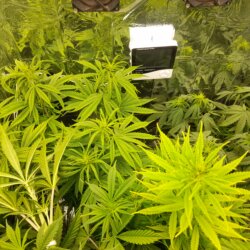 Poda, somente as folhas no começo da flora pode? - pergunta - 