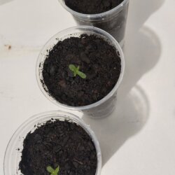 Trigêmeos - semana 1 - 